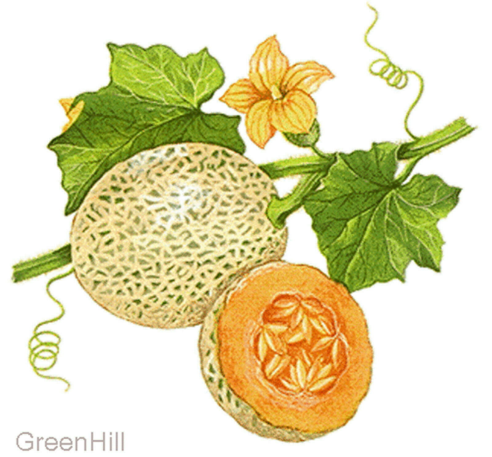 Cantaloupe Melon, Muskmelon Sweet Fruit Plant -10 Seeds - Rich in Anti-Oxidants