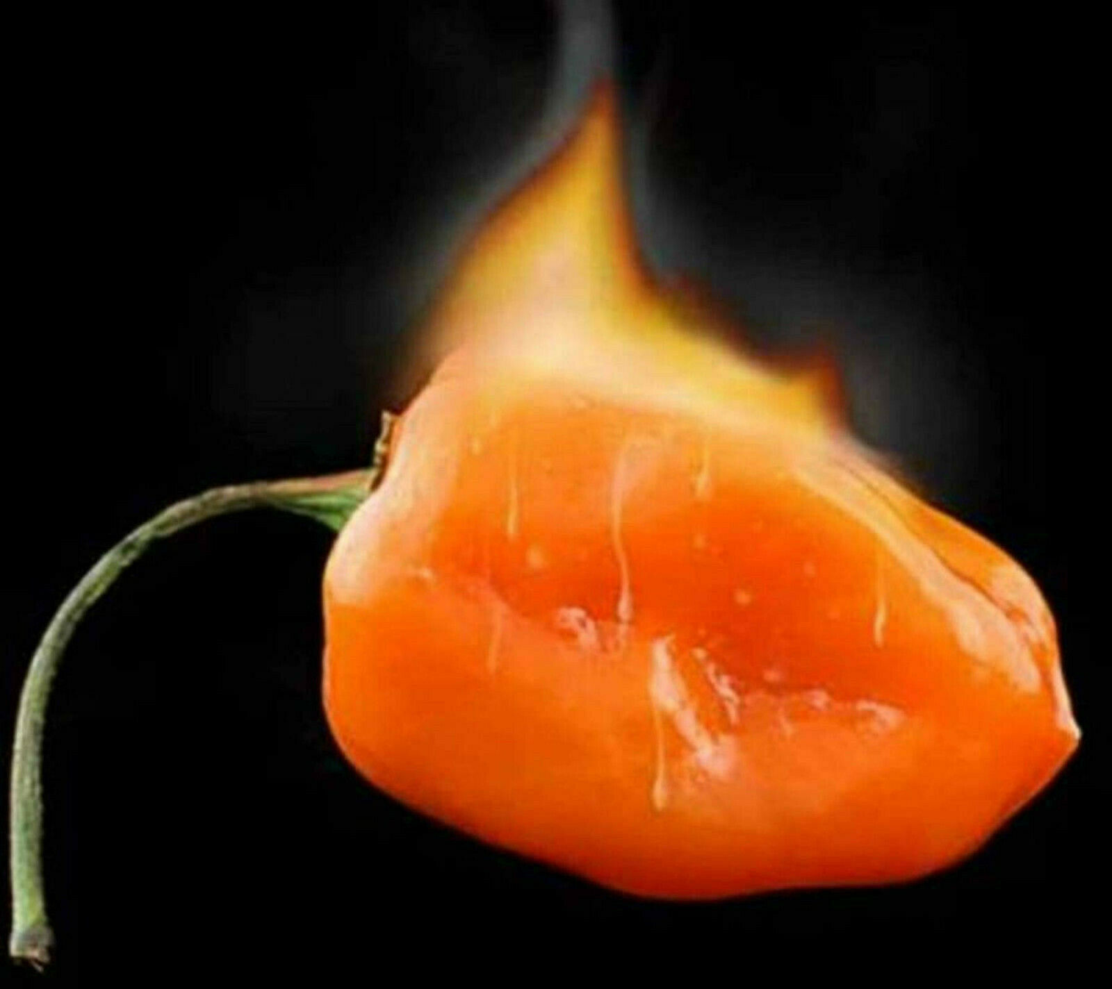 Habanero Orange Chilli Peppers - 25 Seeds- Hottest Chilly Pepper in the World